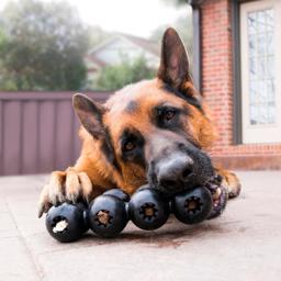 KONG Extreme Goodie Ribbon Aktivitetslegetøj Til Hunden